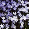 Ipheion uniflorum