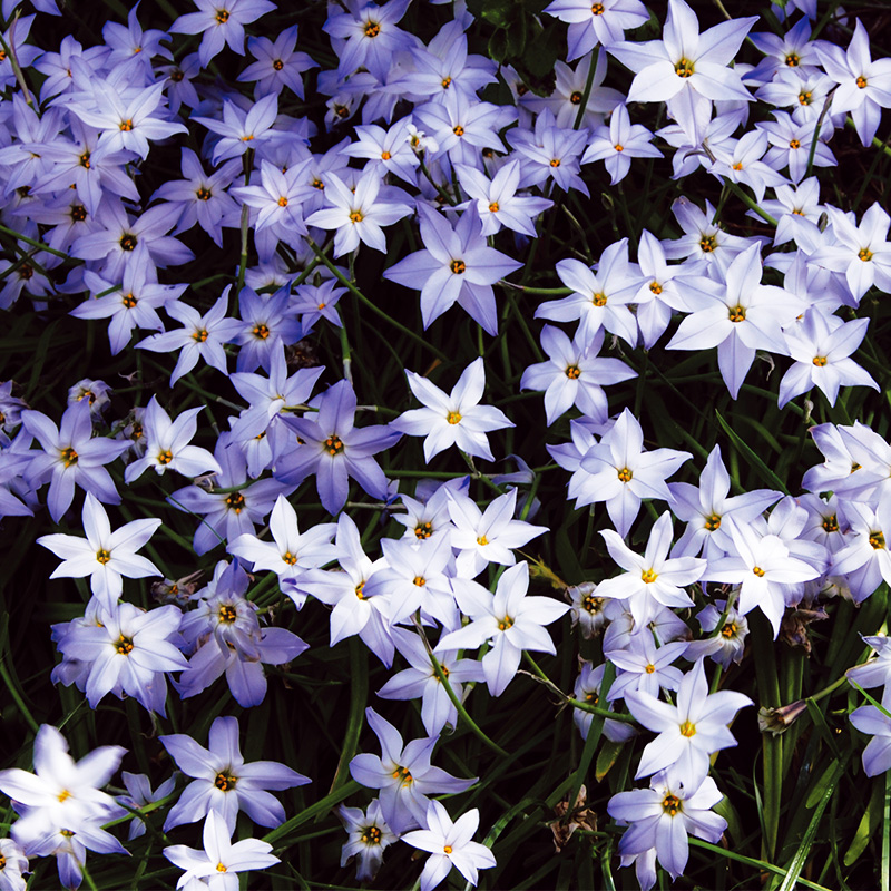 Ipheion uniflorum