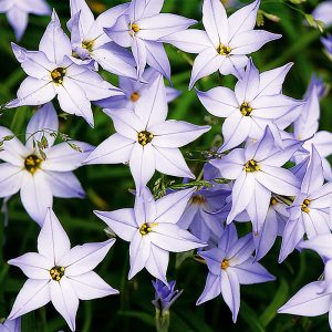 Ipheion uniflorum