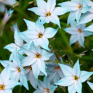 Ipheion uniflorum Wisley Blue