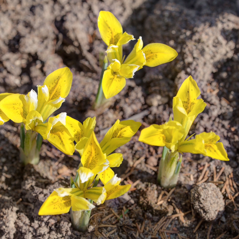 Iris Botanique danfordiae