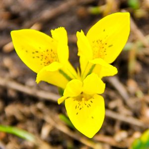 Iris Botanique danfordiae