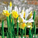 Iris hollandica Apollo “Fleurs De France”