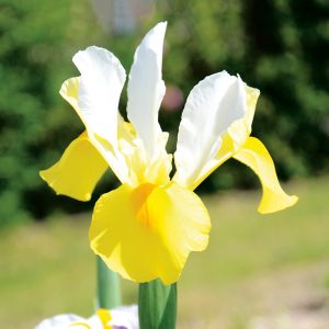 Iris hollandica Apollo "Fleurs De France"