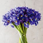 Iris hollandica Blue Magic “Fleurs De France”