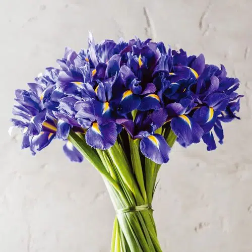 Iris hollandica Blue Magic "Fleurs De France"