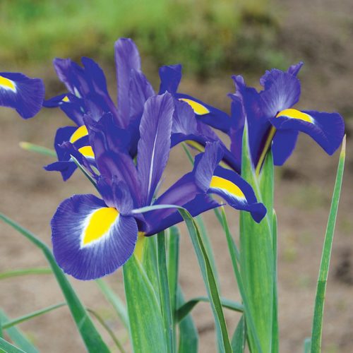 Iris hollandica Blue Magic "Fleurs De France"