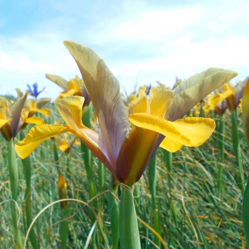 Iris hollandica Bronze Perfection "Fleurs De France"