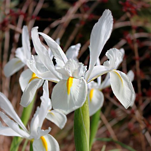 Iris hollandica Casablanca "Fleurs De France"