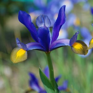 Iris hollandica Bronze Perfection "Fleurs De France"