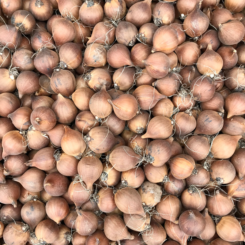 Iris hollandica Golden Beauty