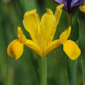 Iris hollandica Golden Beauty