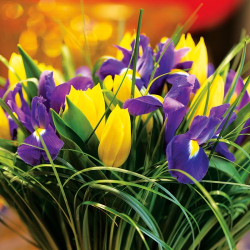 Iris hollandica Purple Sensation