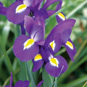 Iris hollandica Purple Sensation