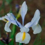 Iris hollandica Saturnus “Fleurs De France”