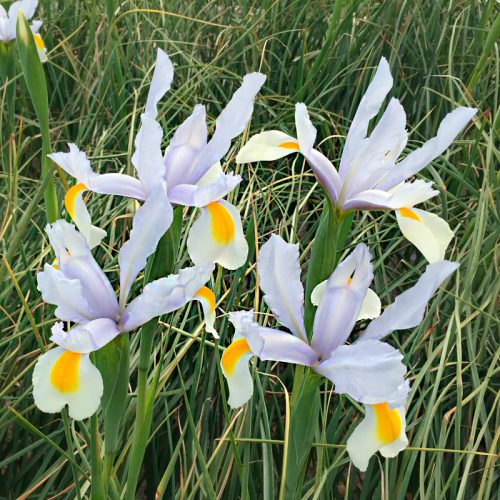 Iris hollandica Saturnus "Fleurs De France"