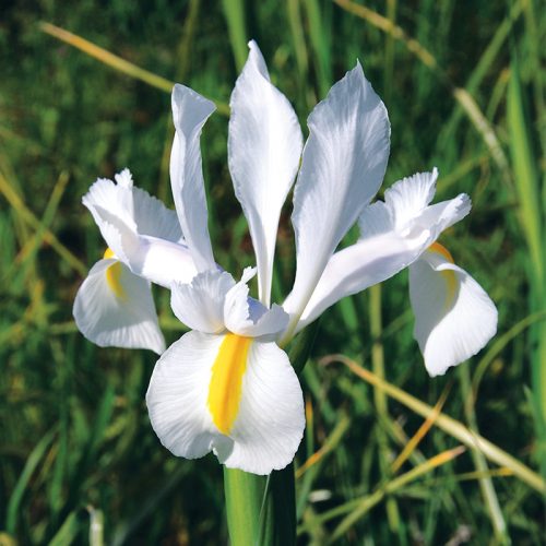 Iris hollandica Saturnus "Fleurs De France"