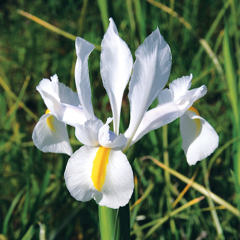 Iris hollandica Saturnus Fleurs De France