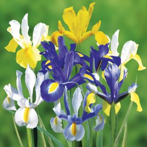 Iris hollandica variés "Fleurs De France"