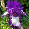 Iris germanica Acropole