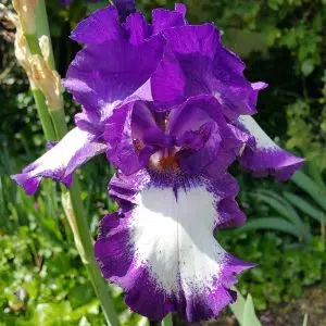 Iris germanica Acropole