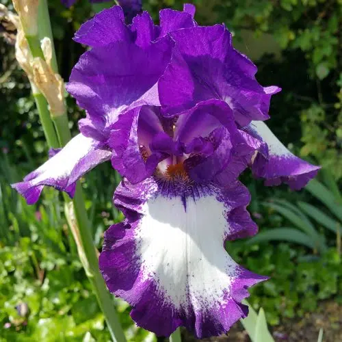 Iris germanica Acropole