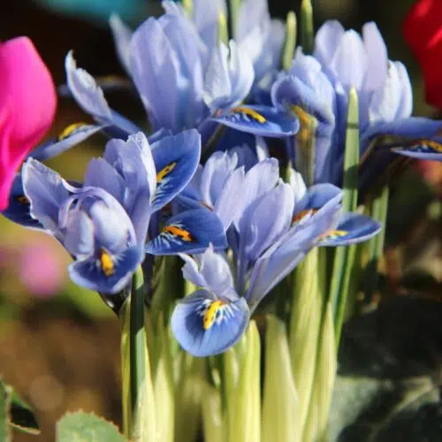 Iris reticulata Alida