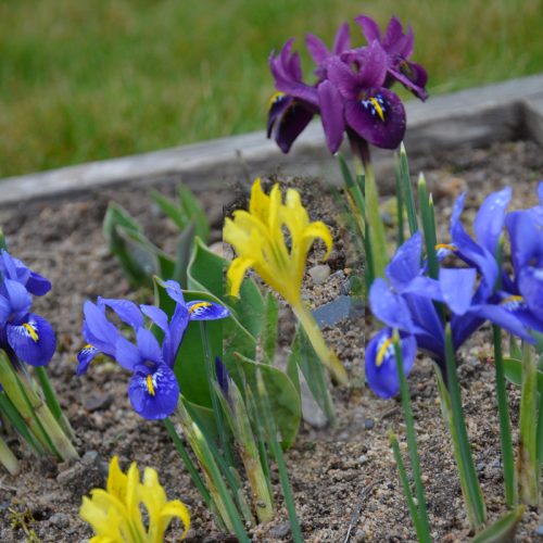 Iris de Hollande Nain en mélange