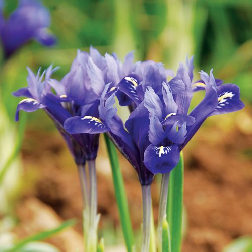 Iris de Hollande Nain reticulata Harmony