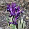 Iris de Hollande Nain reticulata Pauline