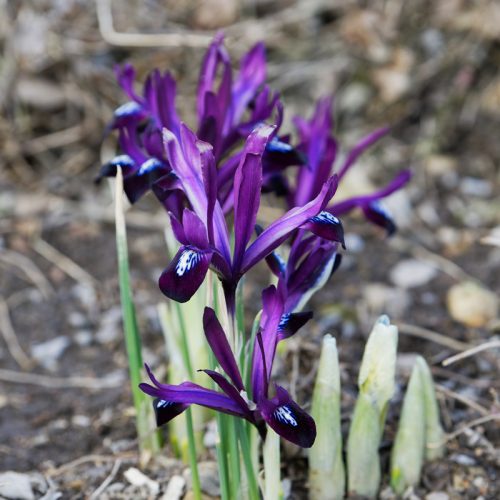 Iris de Hollande Nain reticulata Pauline