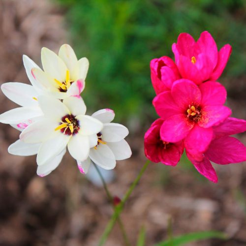 Ixia variés