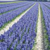 Jacinthe de Bretagne Bleu de Delft