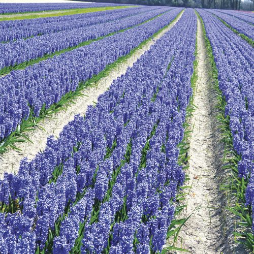 Jacinthe de Bretagne Bleu de Delft