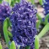 Jacinthe préparée Blue Pearl