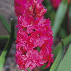 Jacinthe Double Hollyhock