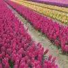 Jacinthe de Bretagne Jan Bos