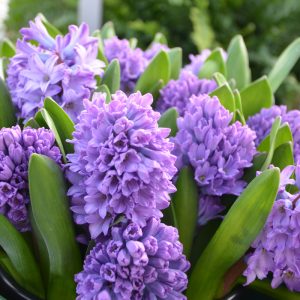 Jacinthe de Bretagne Purple Star