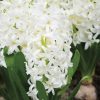 Jacinthe préparée White Pearl