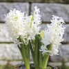 Jacinthe préparée White Pearl