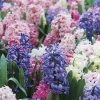 Jacinthes en mélange