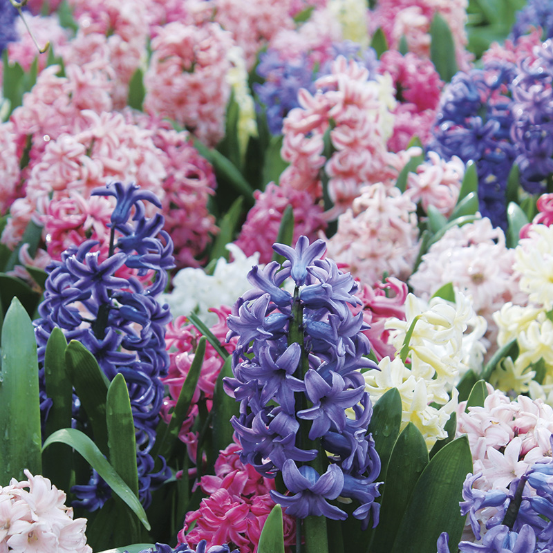 Jacinthes en mélange