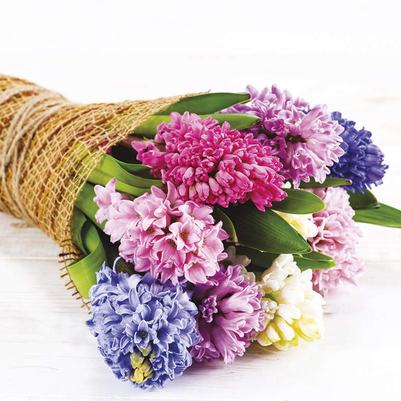 Jacinthes en mélange