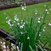 Leucojum aestivum (Nivéole D'Été)