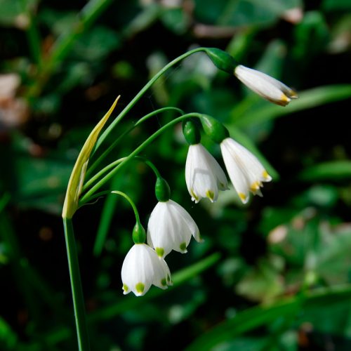 Leucojum aestivum (Nivéole D'Été)