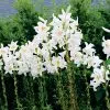 Lis candidum (Lis De La Madone)