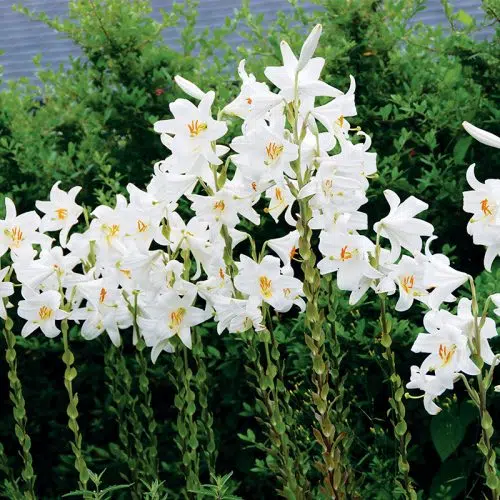 Lis candidum (Lis De La Madone)