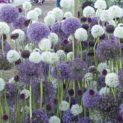 Melange Glénan (Mélange Alliums)