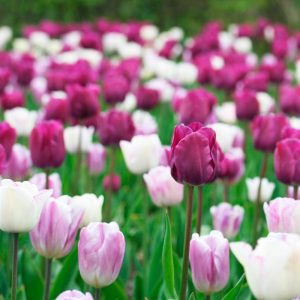 Melange Marie Galante