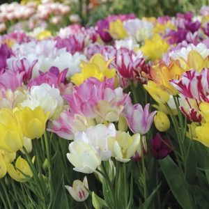 Melange Sainte Lucie